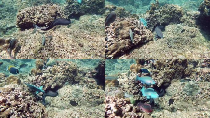 海鳗 (Gymnothorax javanicus) 在被鹦鹉鱼包围的珊瑚礁上狩猎