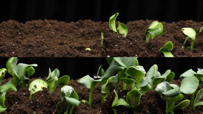 生长植物延时豆芽萌发