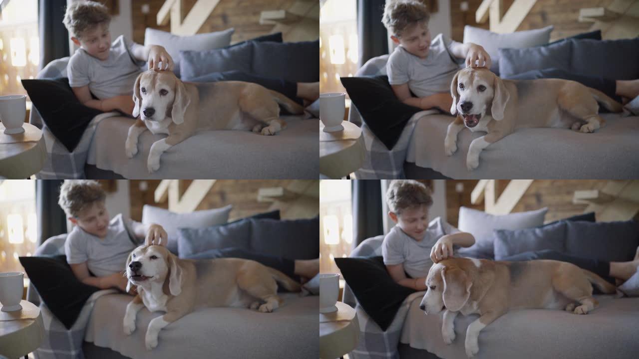 12岁的少年带着狗在家里的客厅。男孩躺在舒适的沙发上，抚摸着他的比格犬，微笑着。和平的家庭时刻概念形