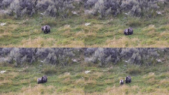 灰熊妈妈和幼崽在黄石公园一起喂食