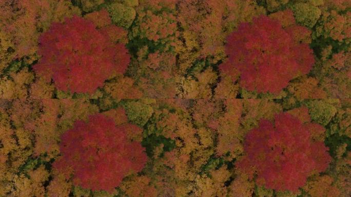 无人机看到的黄色森林中的红树慢慢飞过