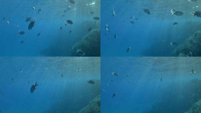 彩色的海鱼在蓝色的海水中游动在热带珊瑚礁附近。鱼校军士长在水面下游泳。印度-太平洋中士(Abudef
