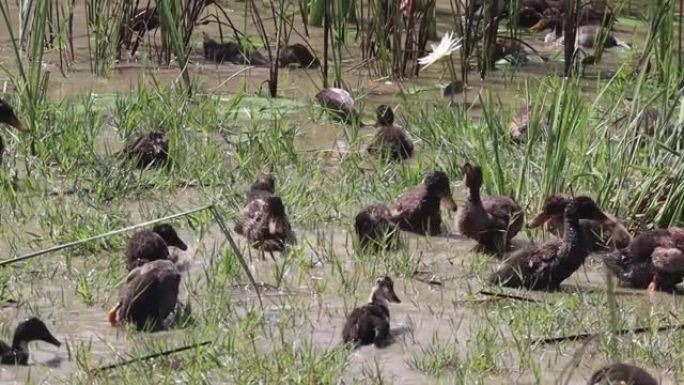 小鸭在沼泽水中玩耍