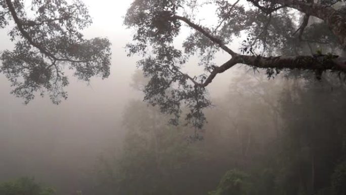 浓雾中的丛林森林，有长臂猿的歌声，老挝