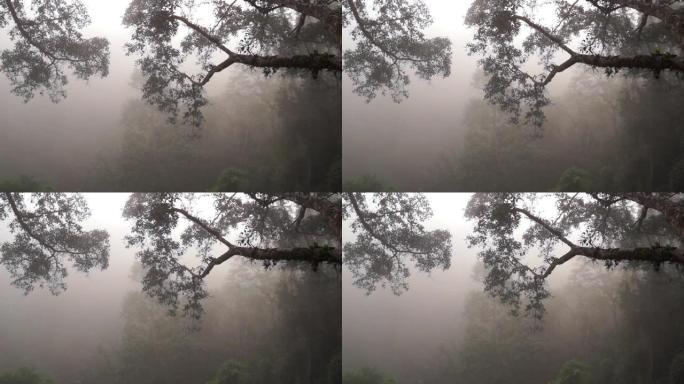 浓雾中的丛林森林，有长臂猿的歌声，老挝