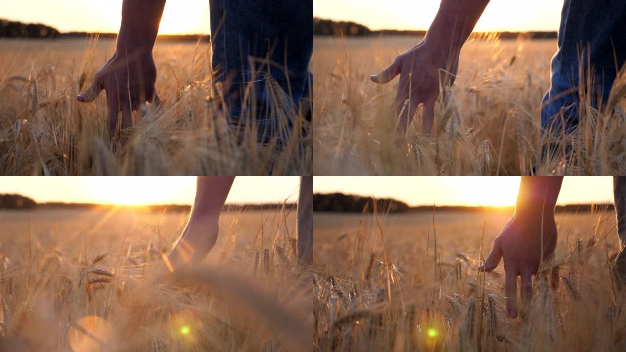 走近农学家的男性手臂走过麦田，用手触摸金色的作物穗。一位年轻的农民在草地上种植成熟的小麦。农业的概念