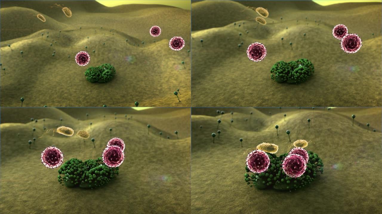 淋巴细胞攻击真菌
