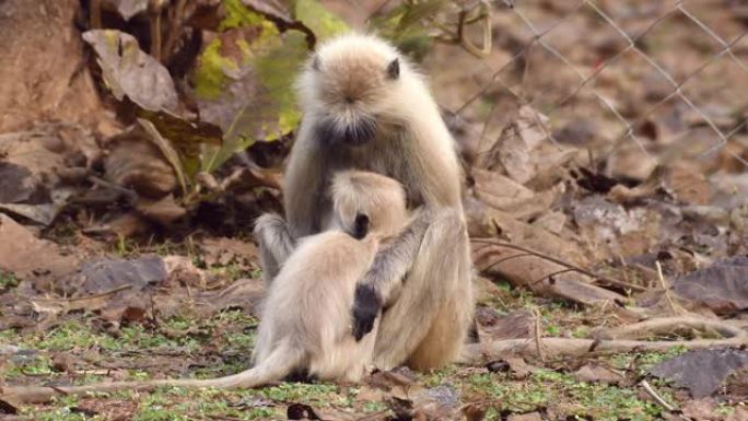 叶猴母婴喂奶野生动物哺乳母子