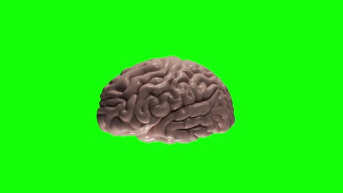 人脑 | 可循环股票视频