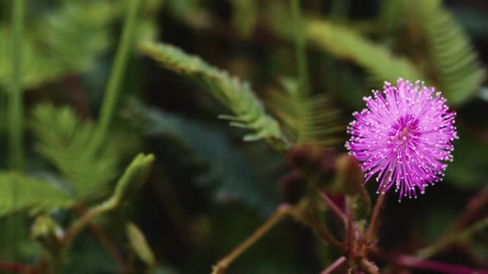 含羞草花紫色，背景为绿色的叶子在早晨的宏观模式与原始视频镜头