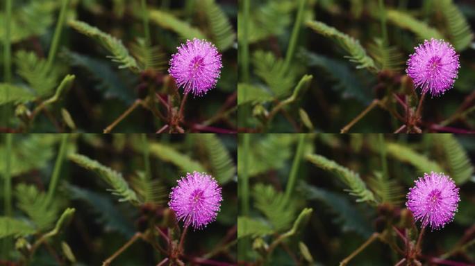 含羞草花紫色，背景为绿色的叶子在早晨的宏观模式与原始视频镜头