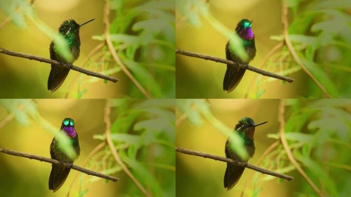 紫喉山宝石-Lampornis calolaemus一种蜂鸟，在尼加拉瓜南部，哥斯达黎加和巴拿马西部