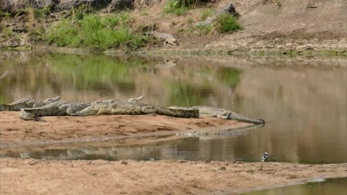 尼罗河鳄鱼，克鲁格国家公园，南非共和国