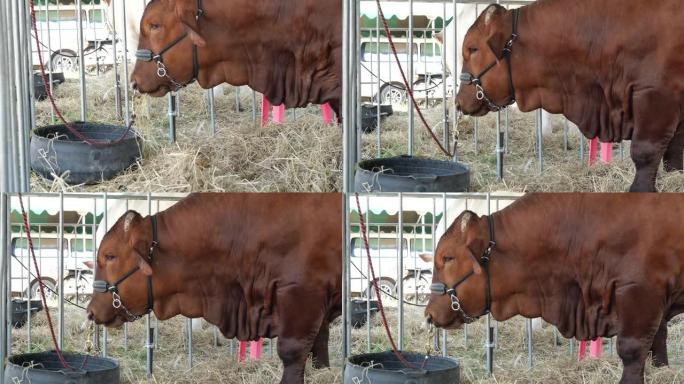 棕色牛在畜栏里咀嚼和吃草和稻草