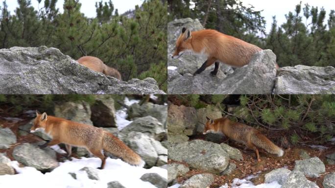 野红狐行走在高塔特拉山脉的岩石上，斯洛伐克