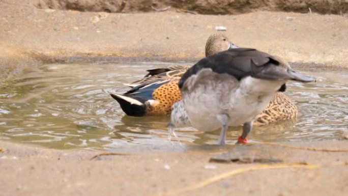 在一个小鸟浴中关闭三只鸭子