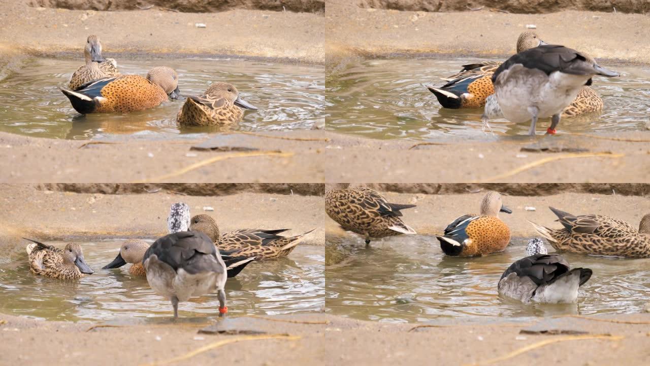 在一个小鸟浴中关闭三只鸭子