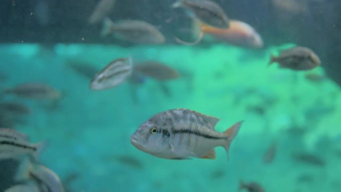 灰鱼在海底的绿松石水域大型水族馆内游泳