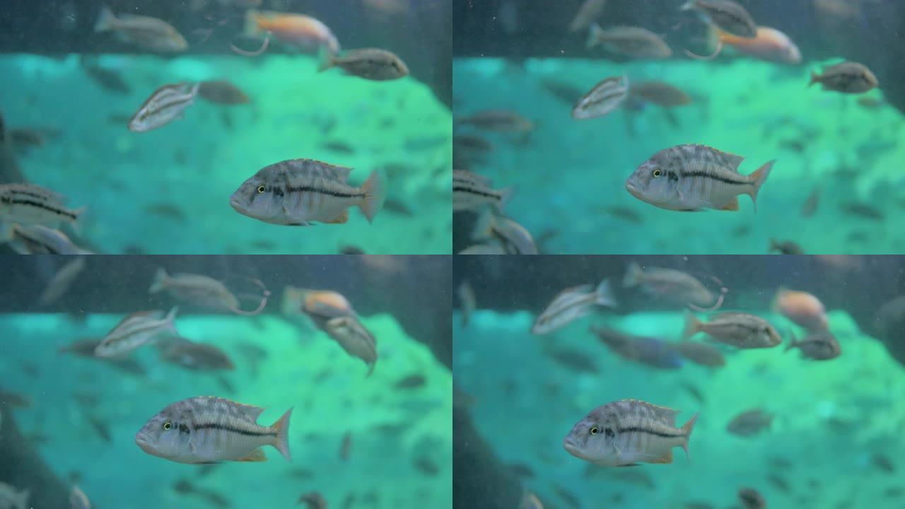 灰鱼在海底的绿松石水域大型水族馆内游泳