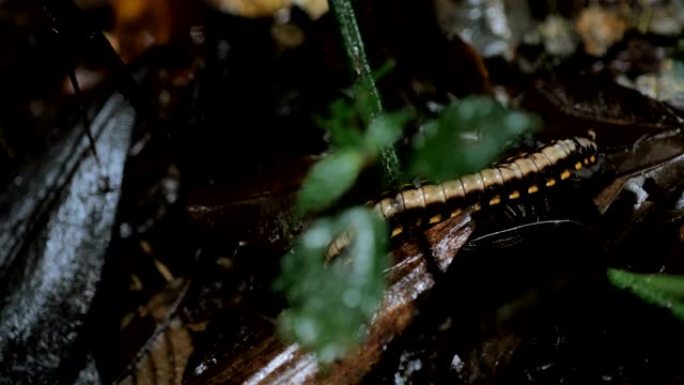 哥斯达黎加蒙特维德云雾森林: 在热带雨林地面行走的蜈蚣