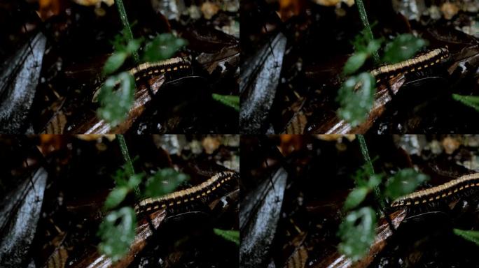 哥斯达黎加蒙特维德云雾森林: 在热带雨林地面行走的蜈蚣