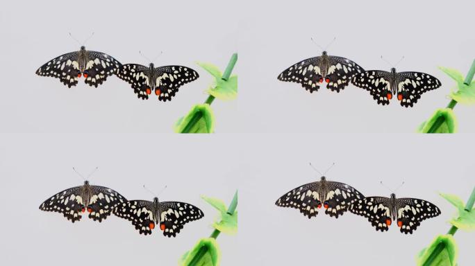 两只黑色的蝴蝶在白色的灰色背景上涂抹翅膀，并带有绿色的叶子，特写。复制空间