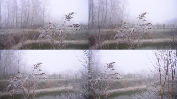 在浓雾的背景下，美丽的植物树枝在白霜中。为你的视频储备背景。春秋伤感的气氛