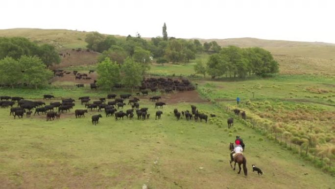 阿根廷高乔跟随牛群回到牧场