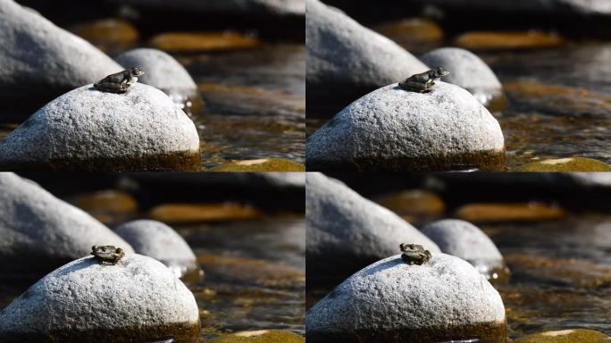 青蛙在石头上哭泣