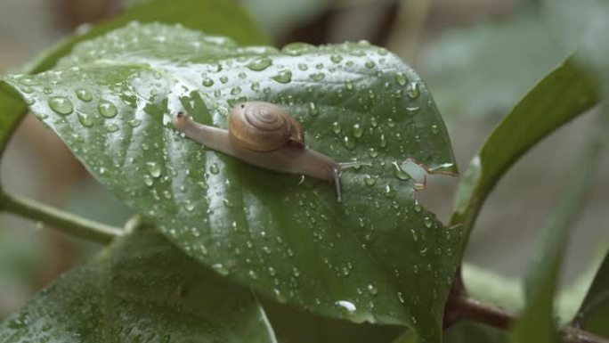 雨后白色花园蜗牛在潮湿的叶子上爬行