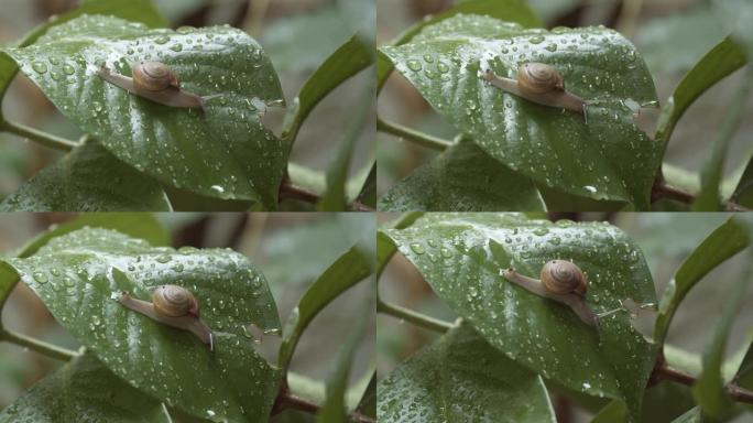 雨后白色花园蜗牛在潮湿的叶子上爬行