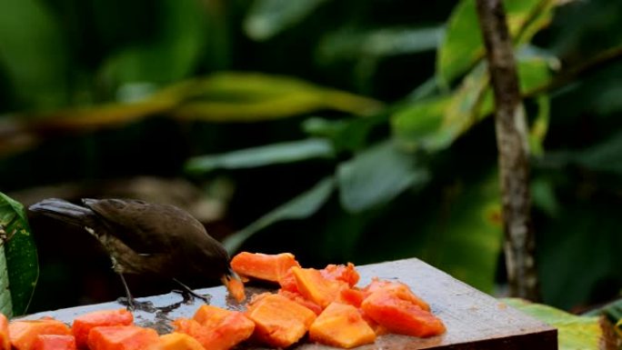 喂鸟器系列: 哥斯达黎加的粘土色鹅口疮
