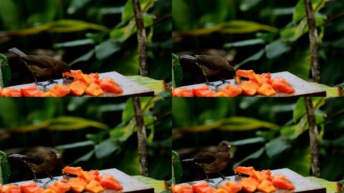 喂鸟器系列: 哥斯达黎加的粘土色鹅口疮