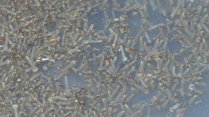 水中的蚊子幼虫传染病蚊虫卵蚊虫幼体