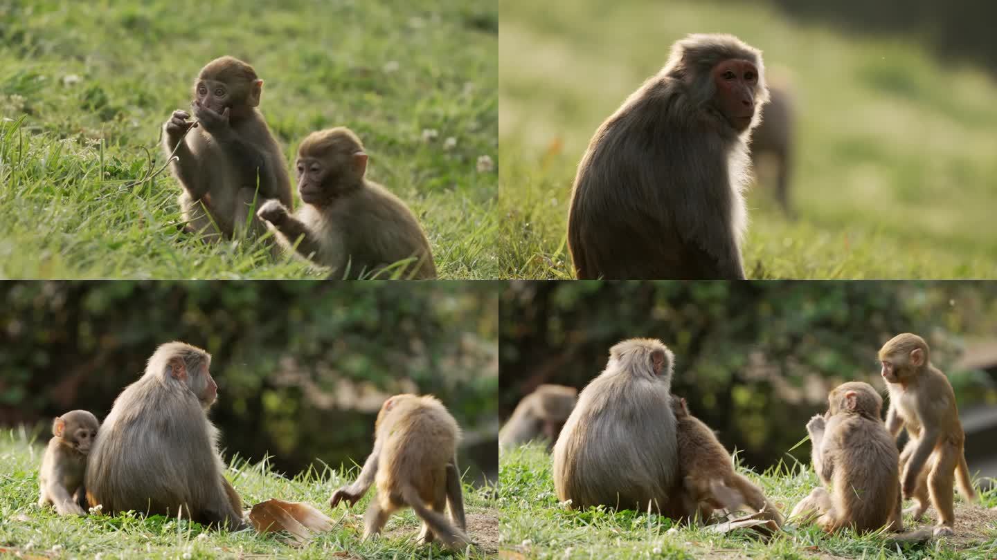 猕猴 幼猴 母爱 猴子