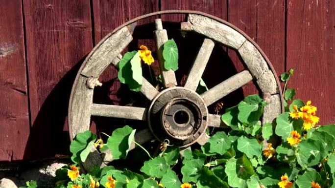 金莲花花中靠近房子和风的旧马车轮