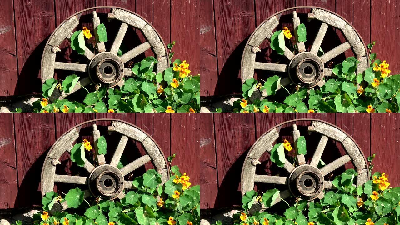 金莲花花中靠近房子和风的旧马车轮