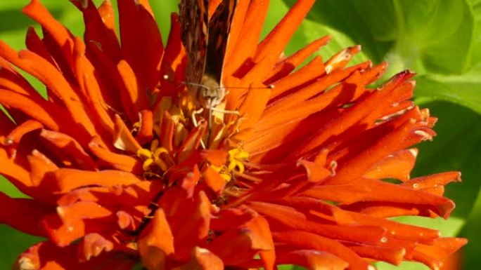 鲜艳的橙色花朵的彩色特写镜头，蝴蝶从中取食