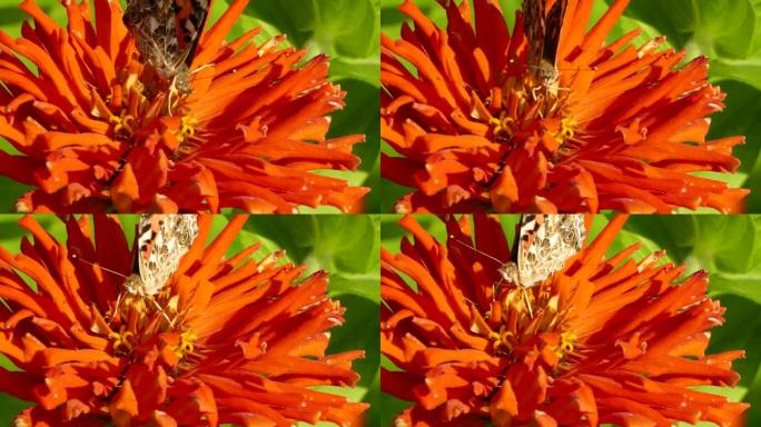 鲜艳的橙色花朵的彩色特写镜头，蝴蝶从中取食