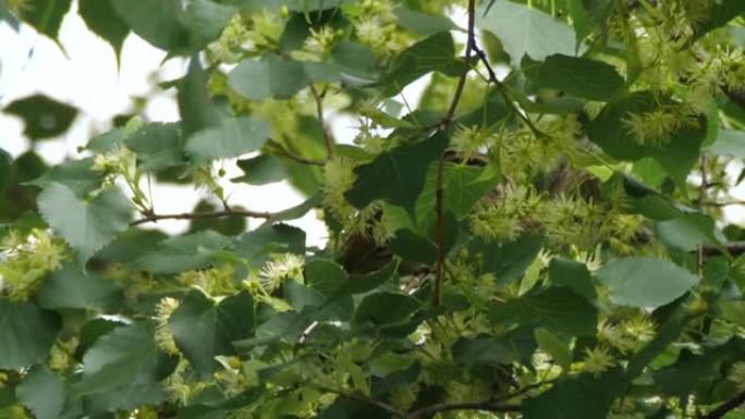 西伯利亚花栗鼠吃椴树花 (Eutamias sibiricus) -兴安自然保护区，俄罗斯
