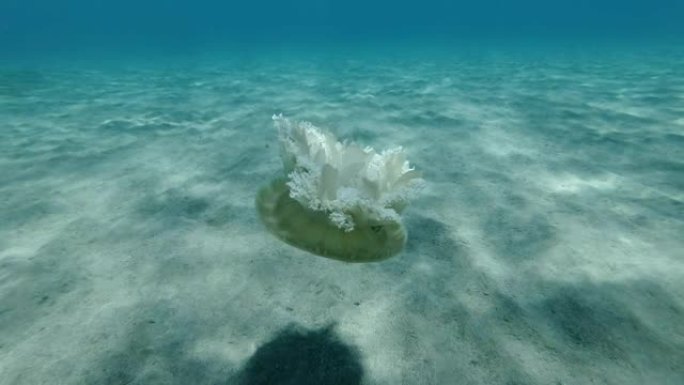 水母在蓝色的水中游泳，坐在阳光照射下的沙底。倒置水母 (仙后座仙女座) 水下拍摄，特写。红海、阿布·