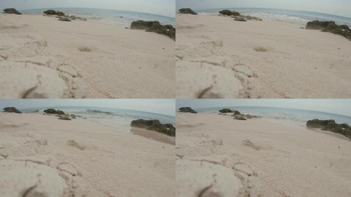 小螃蟹小螃蟹沙滩海浪