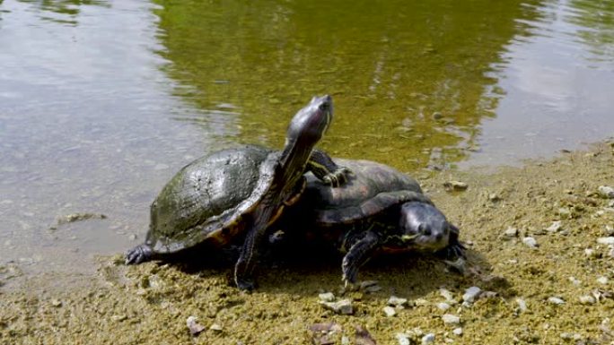 两只乌龟 (水龟) 在水边玩耍