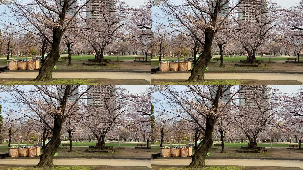 金石公园樱花在日本东京