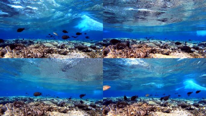 蓝浪下的热带鱼西亚、水生生物、水肺潜水、