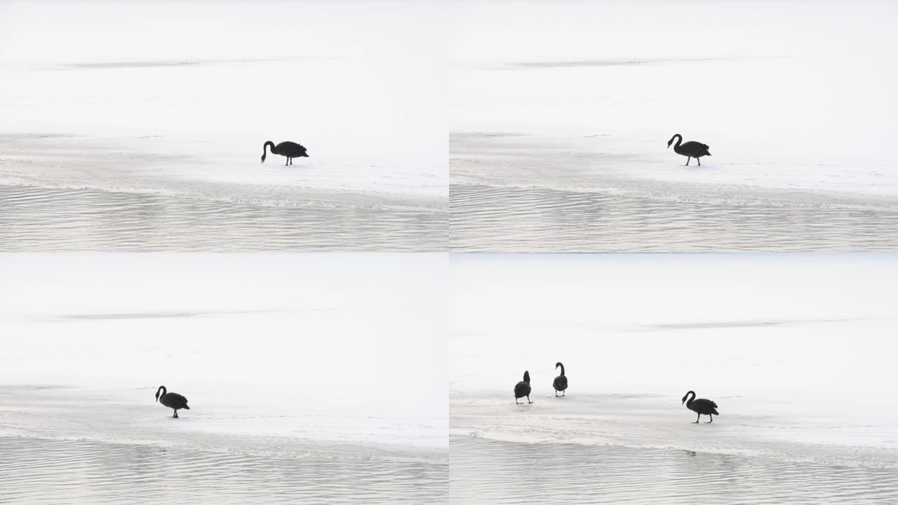 在冰上行走的黑天鹅