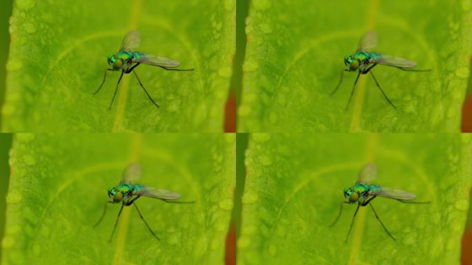 小蚊子在早晨以宏观模式栖息在绿色露水的叶子上，使用原始视频素材