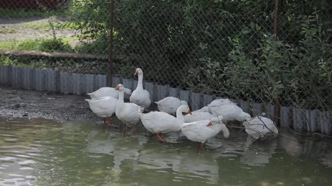 家养的白鹅在一个大水坑里洗澡