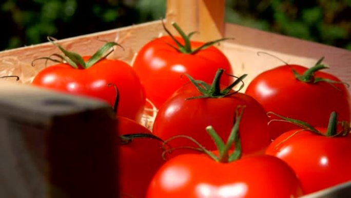在阳光明媚的日子里，在木箱中关闭成熟多汁的红色西红柿