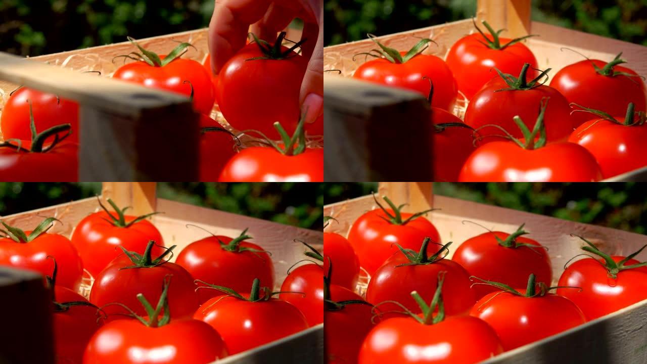 在阳光明媚的日子里，在木箱中关闭成熟多汁的红色西红柿